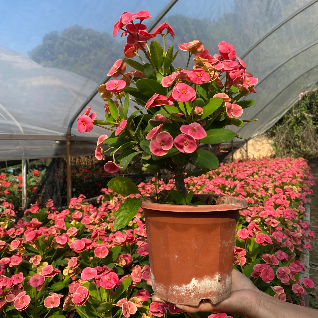 虎刺梅铁海棠潘多拉老桩泰国品种一花多色四季开花窗台耐旱盆栽