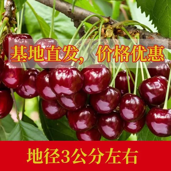 烟台3公分车厘子大樱桃树苗根系发达南北方均可种植