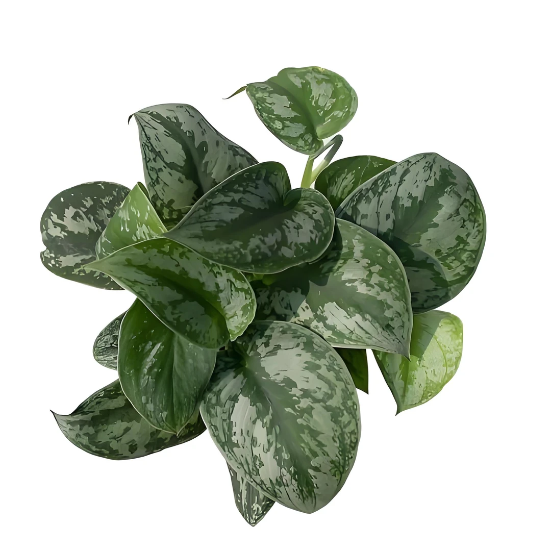 【大叶银斑葛】大叶银斑葛花叶绿萝盆栽观叶植物室内净化空气