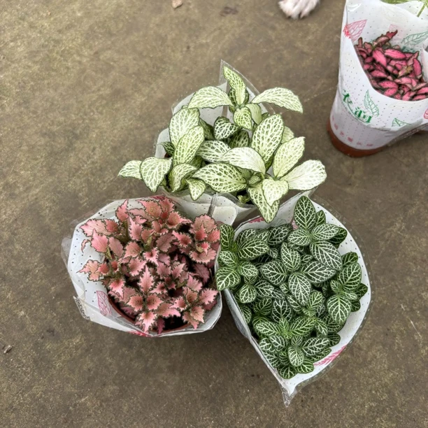【微景观】网纹草 三颗随机 迷你小盆栽微景观植物