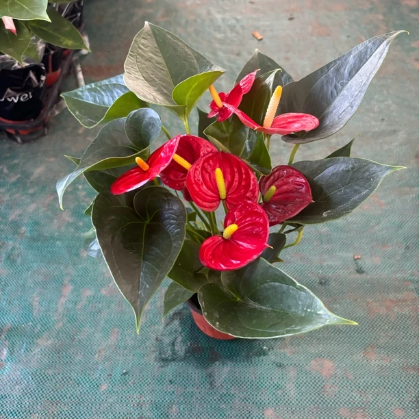 红掌 红成功 花超多室内办公室绿植