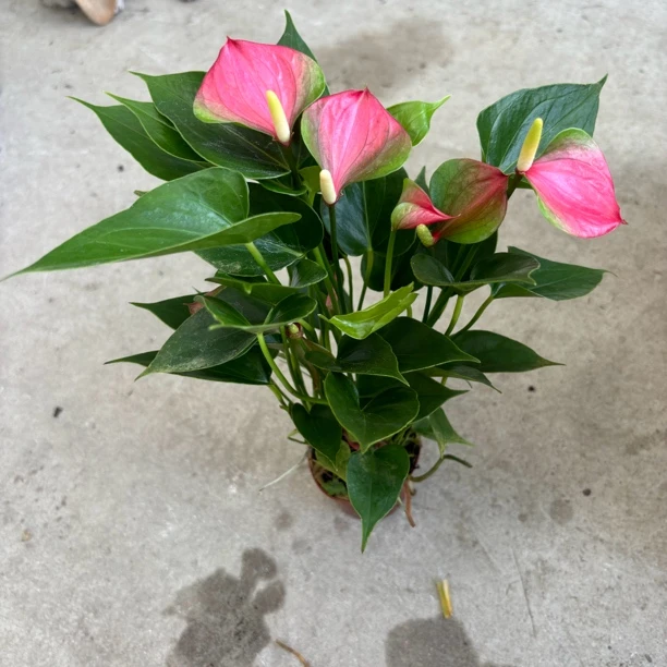 金鱼小红掌室内绿植四季开花