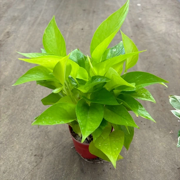 黄金葛室内绿植净化空气