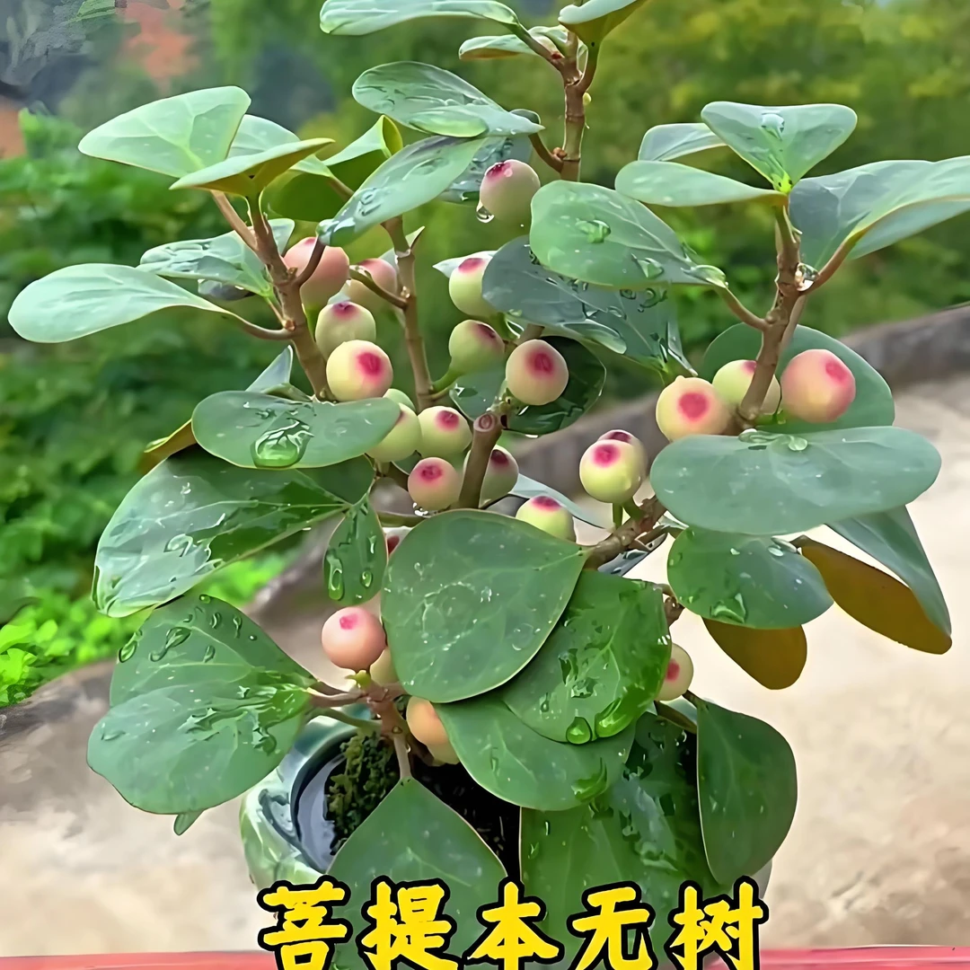【轻奢·小盼菩提】小盼菩提智慧树带果室内禅意办公室植物桌面摆件
