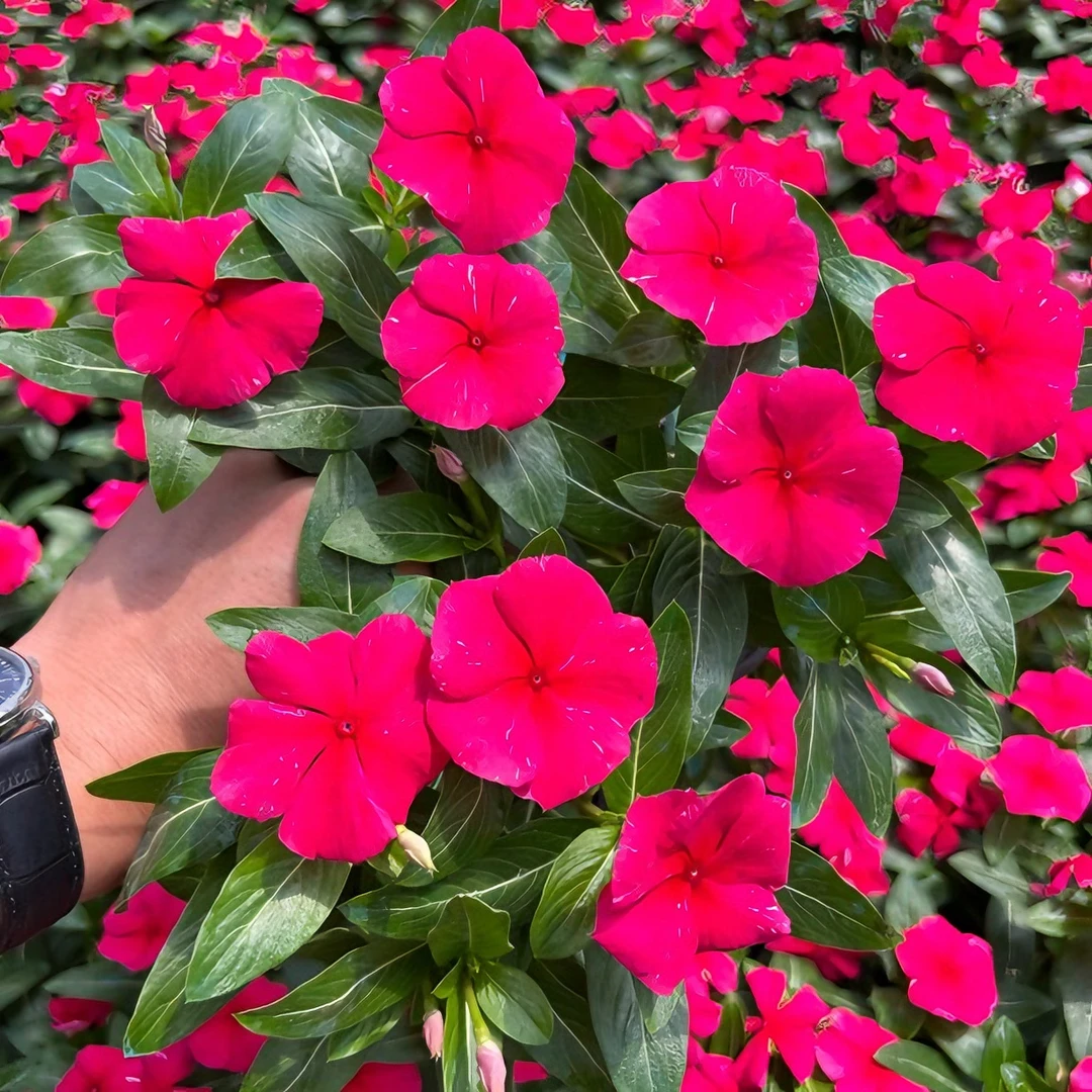 长春盆栽花天天开日日春四季梅四季开花花期长耐热庭院夏季红色