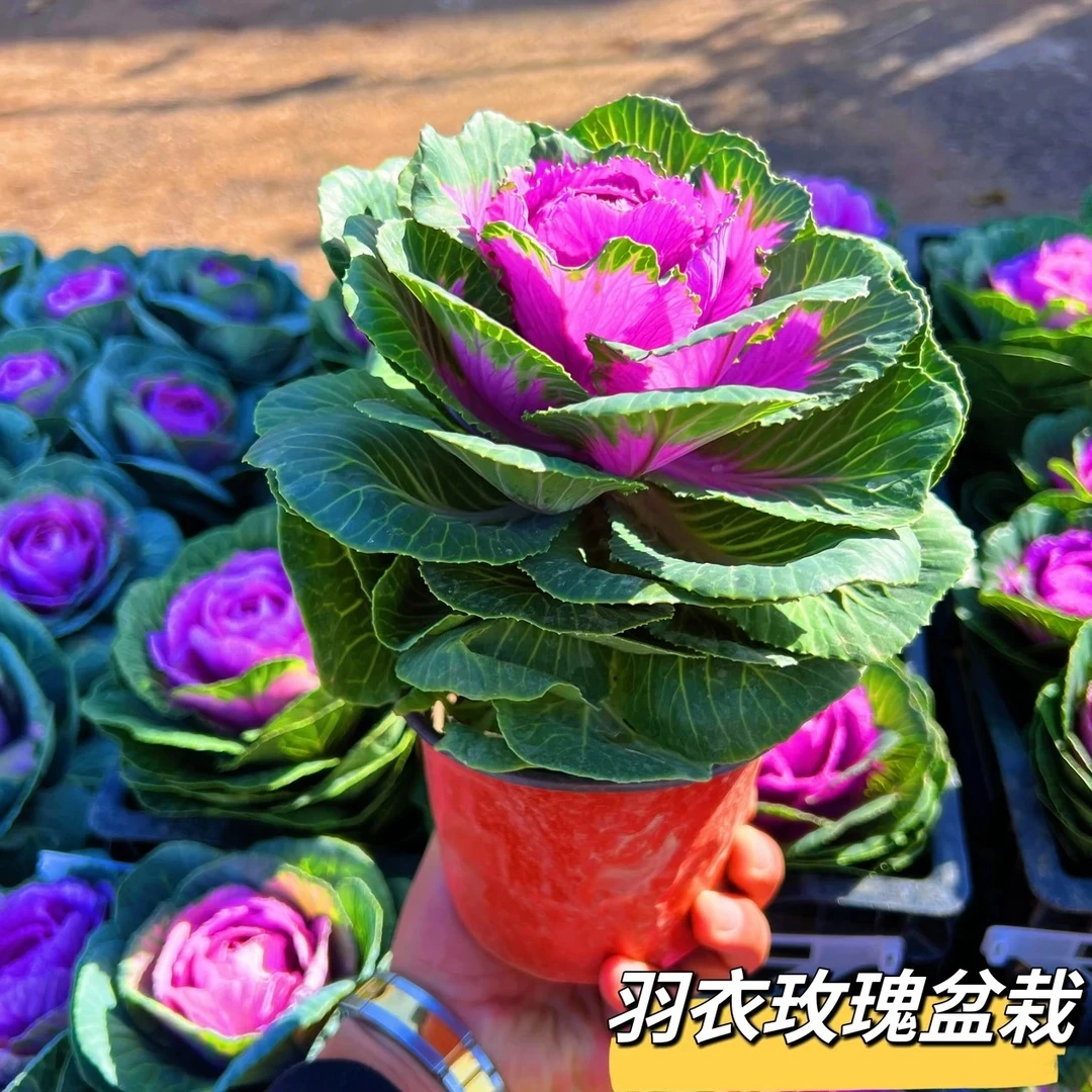 粉色羽衣甘蓝盆栽苗白色粉紫色羽衣甘蓝苗种子多年生观赏食用阳台