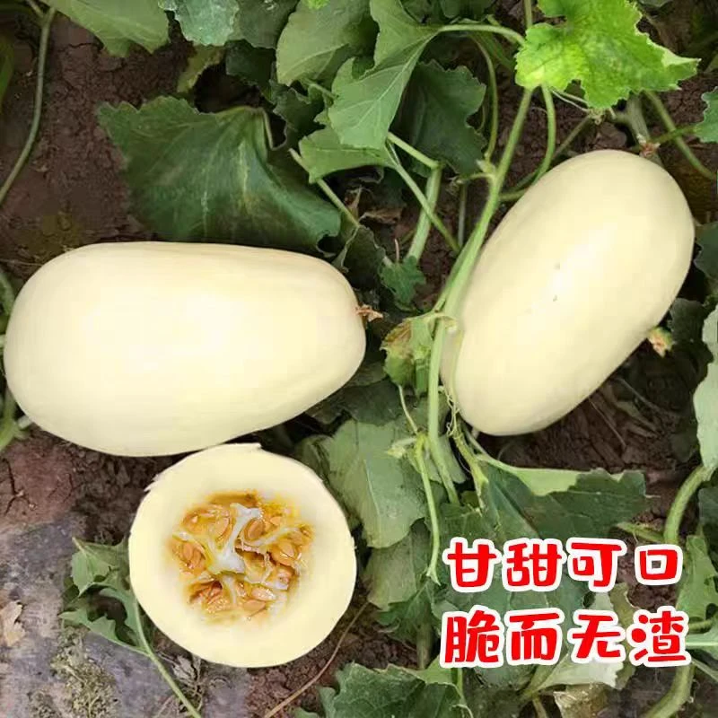 青州银瓜禾银瓜甜瓜瓜种子薄皮脆甜瓜种子种籽蔬菜孑高产香瓜四季