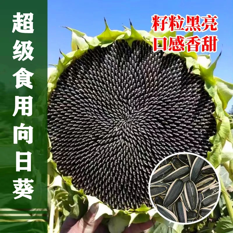 食用向日葵种孑高产大粒葵花种籽矮大头油葵种子春四季阳台蔬菜