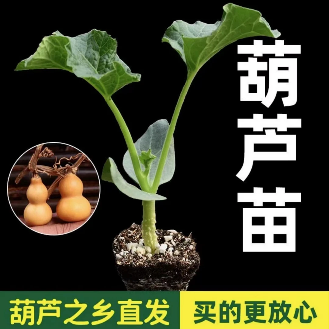 【带土葫芦苗】易活盆栽手捻葫芦苗特大中号文玩葫芦秧苗