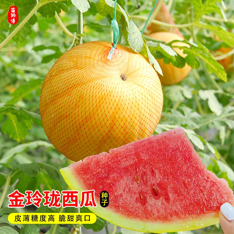 黄皮红壤西瓜种籽高产超甜早熟薄皮小西瓜瓜果种子苗盆栽春季四季
