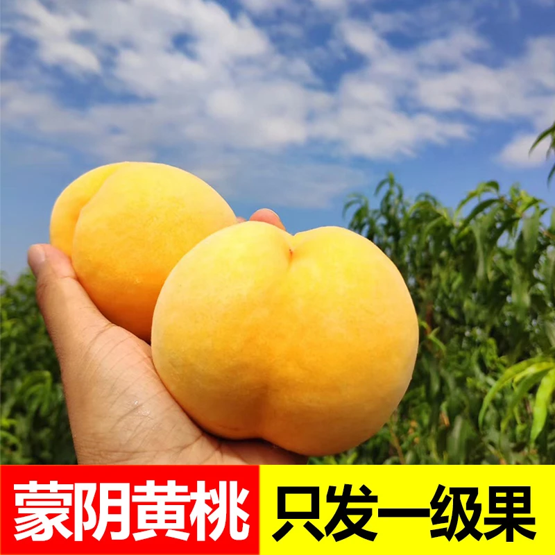 夏日尝鲜山东蒙阴黄毛桃新鲜脆甜爽口香甜多汁个头饱满果园直发