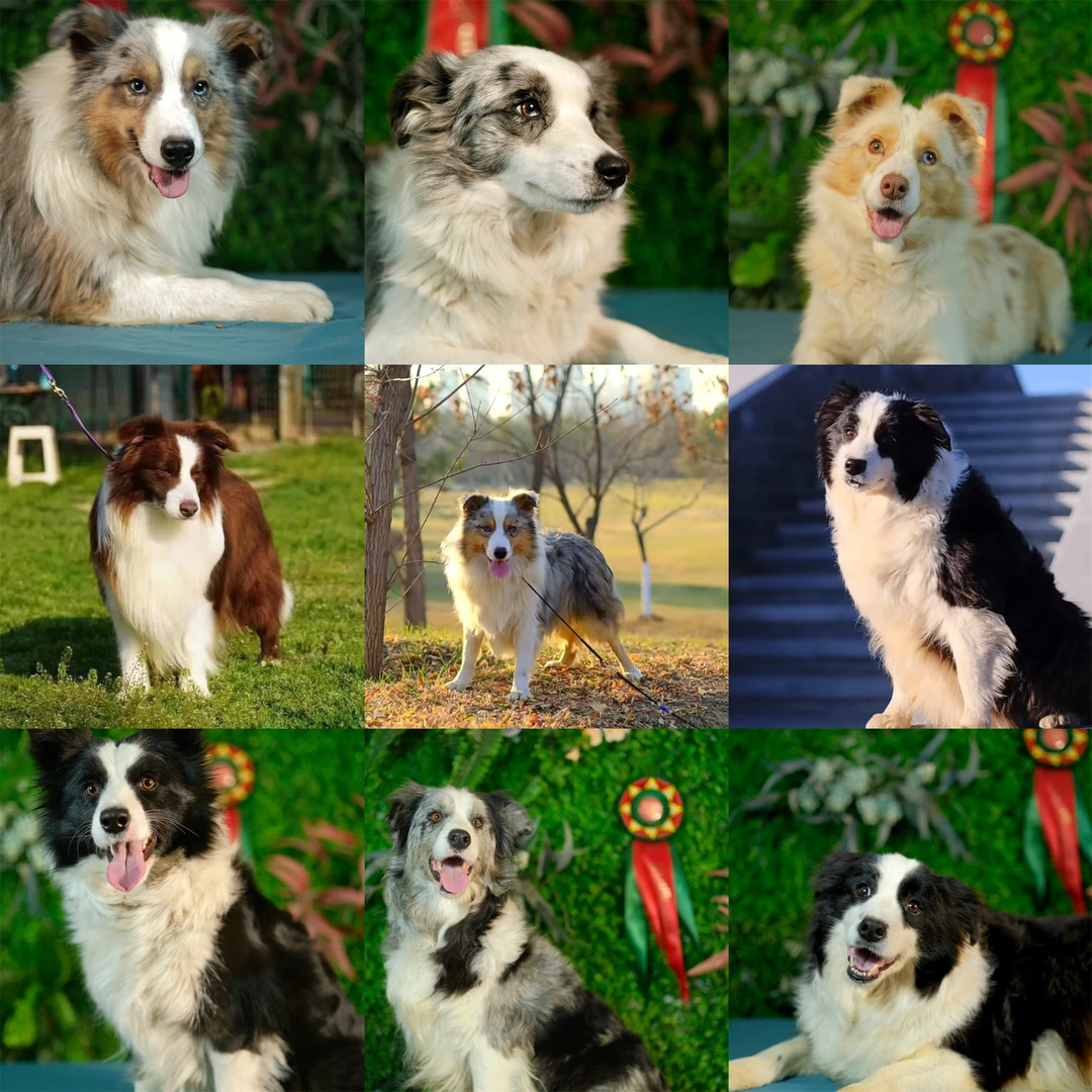 摩根帝国宠物《相册》定金（拍这个）