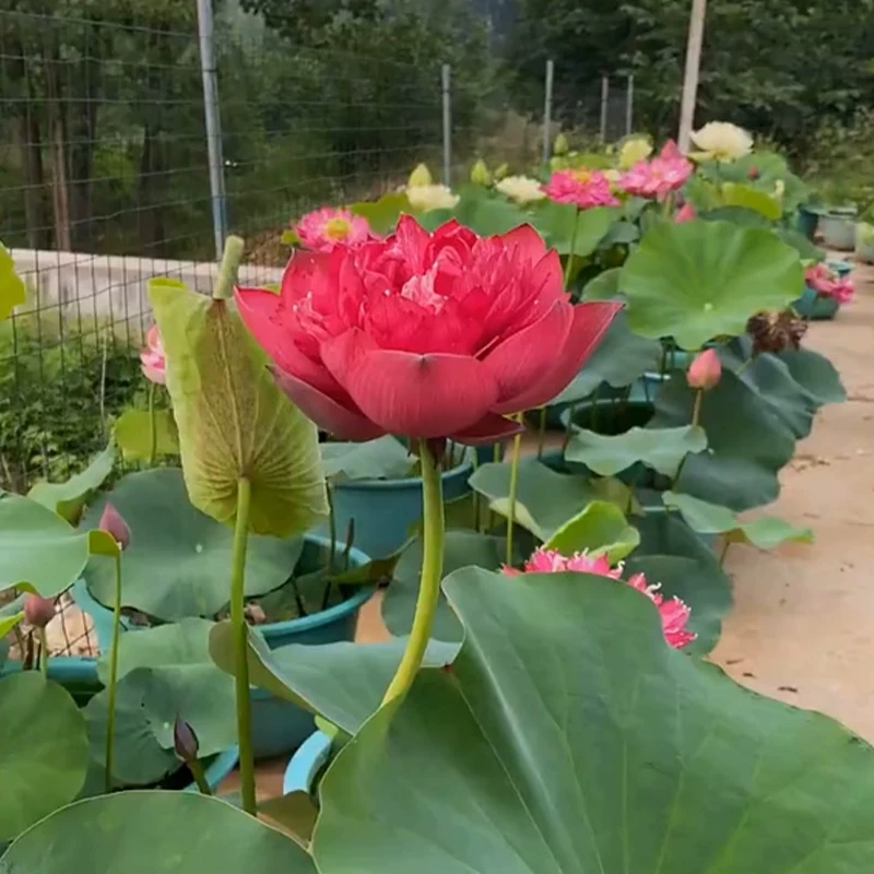 大型荷花苗池塘观赏清新食用藕苗莲花苗盆栽荷花种根苗莲藕种根苗