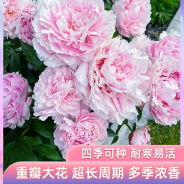 芍药种球花苗耐寒带芽发货多年生四季开花庭院阳台种植浓香花卉