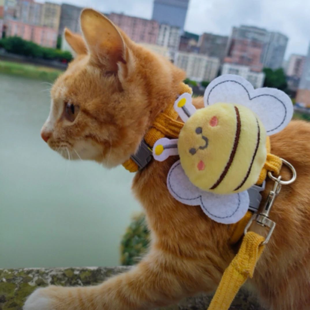 用品可爱猫咪宠物胸背带外出专用遛猫牵引绳0～幼猫遛猫咪绳子