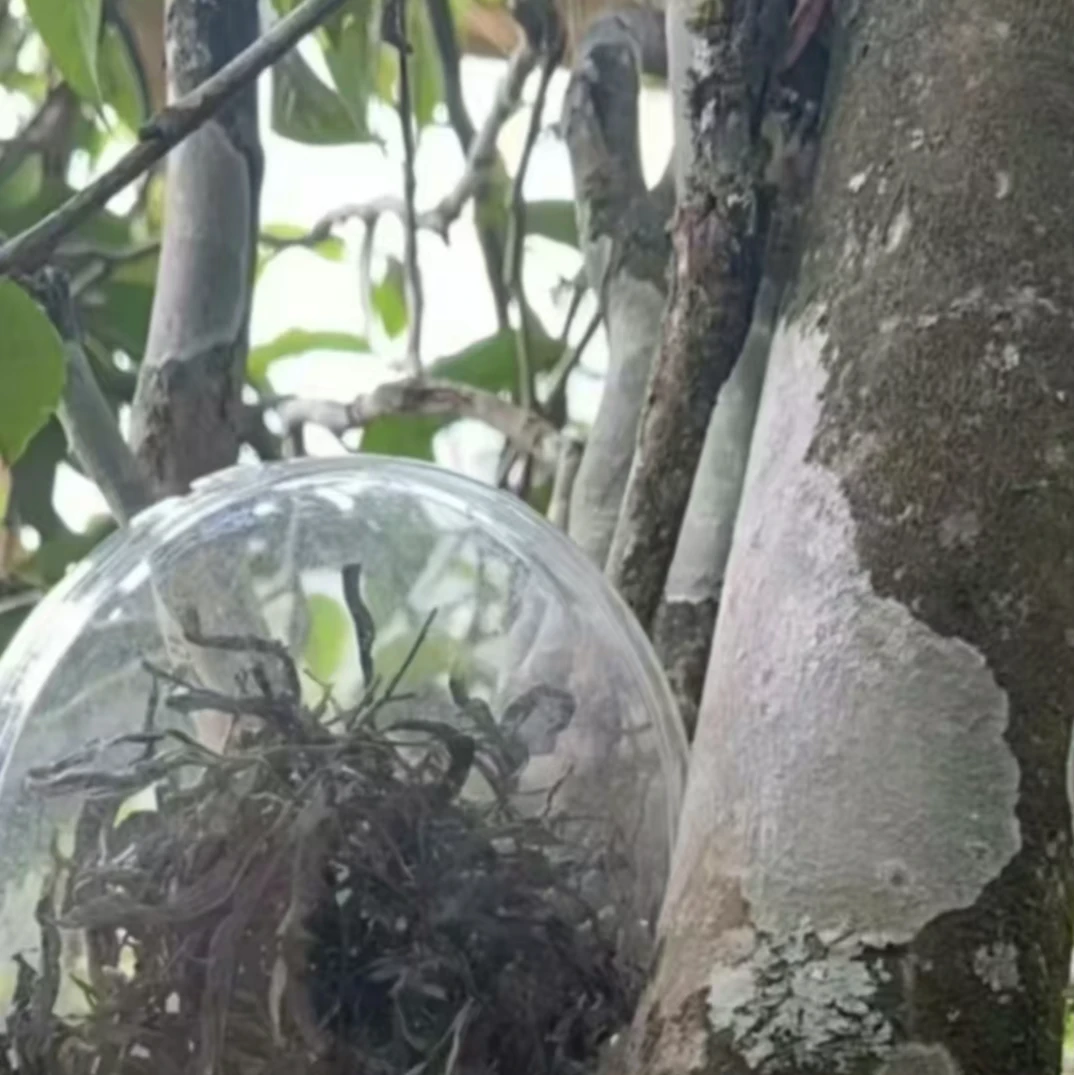 冰岛老寨29号2024年古树单株龙珠