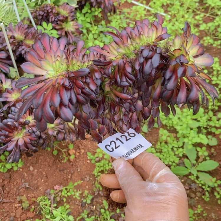 【闪购商品】2126墨颜缀化多肉