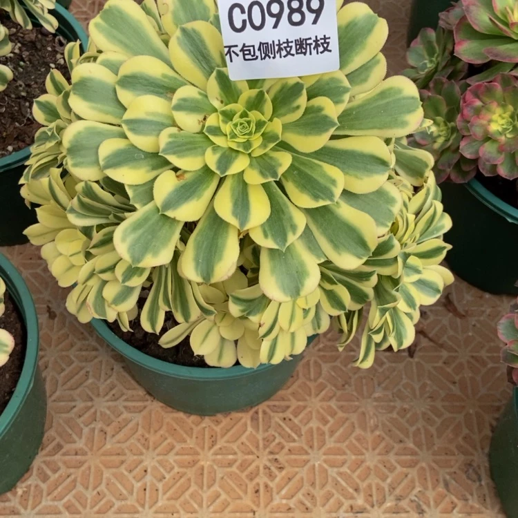 【闪购商品】玲989迈巴赫多肉