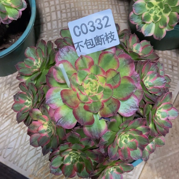 【闪购商品】342多肉