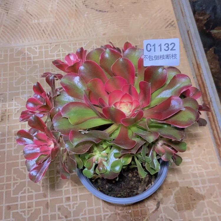 【闪购商品】美*1132香妃多肉