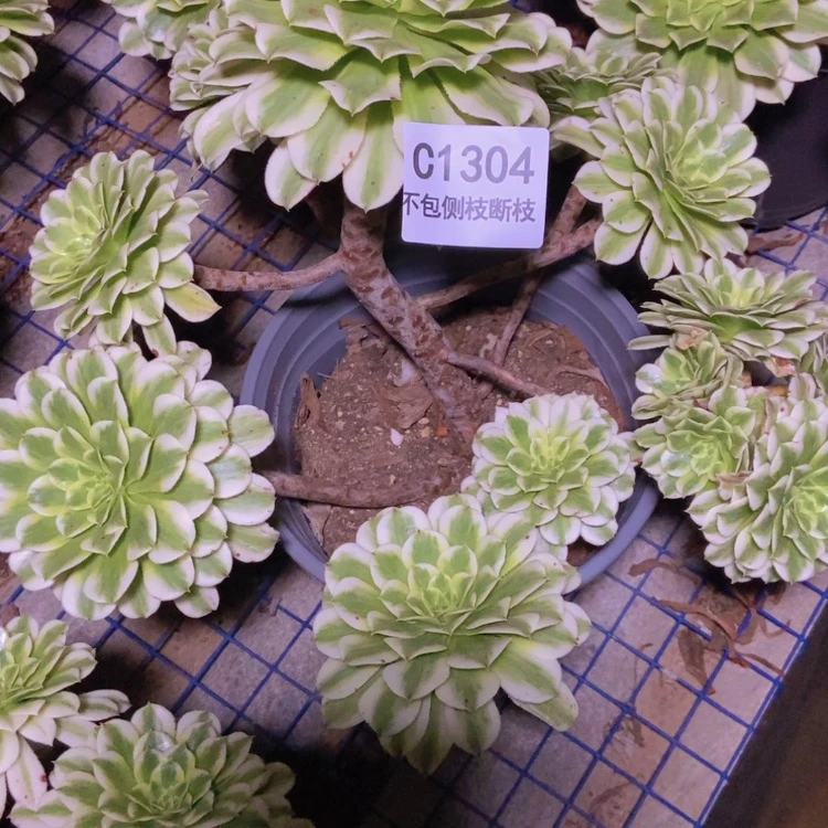 【闪购商品】美*1304碧浪多肉