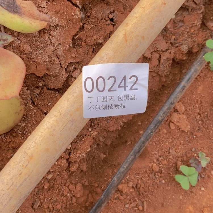 【闪购商品】船***肉花鹤令翎嫁接5个