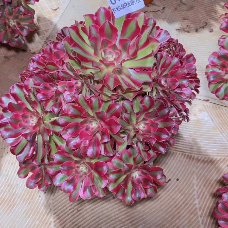 【闪购商品】清*1123七彩石有断枝多肉