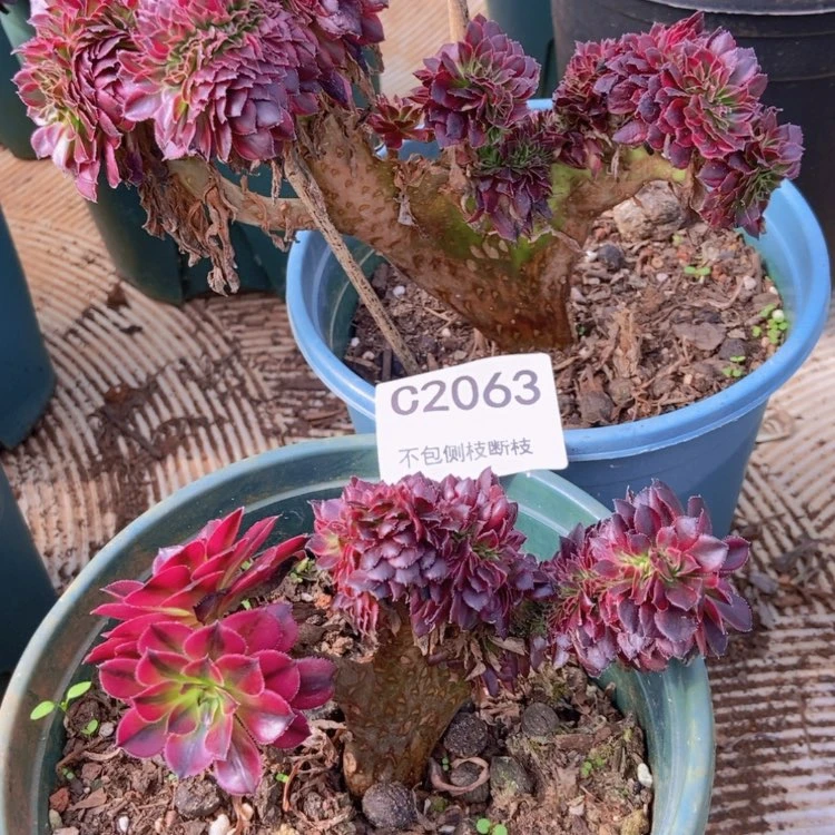 【闪购商品】2063铜壶多肉