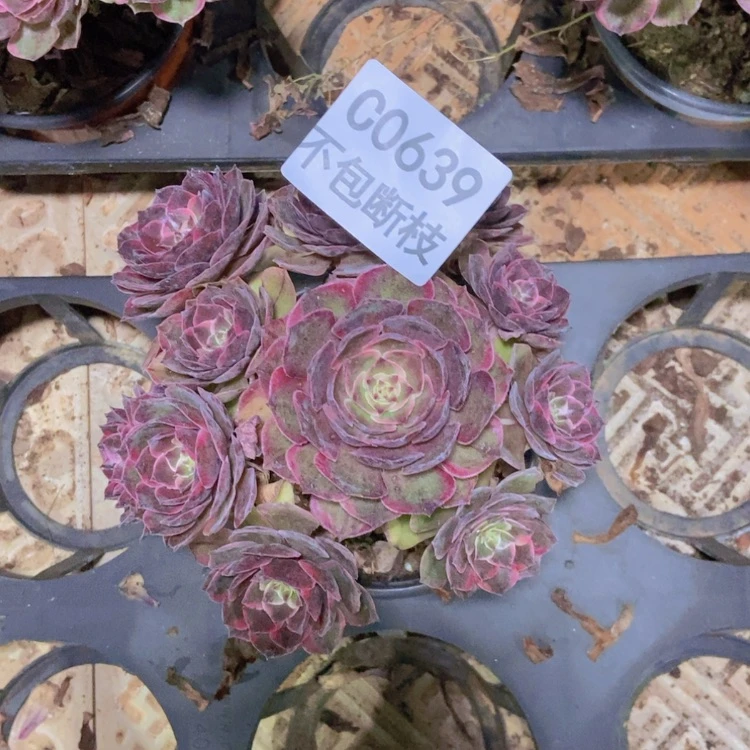 【闪购商品】639粉花妖多肉