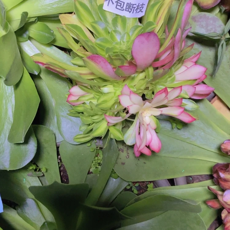 【闪购商品】山**梅1346多肉