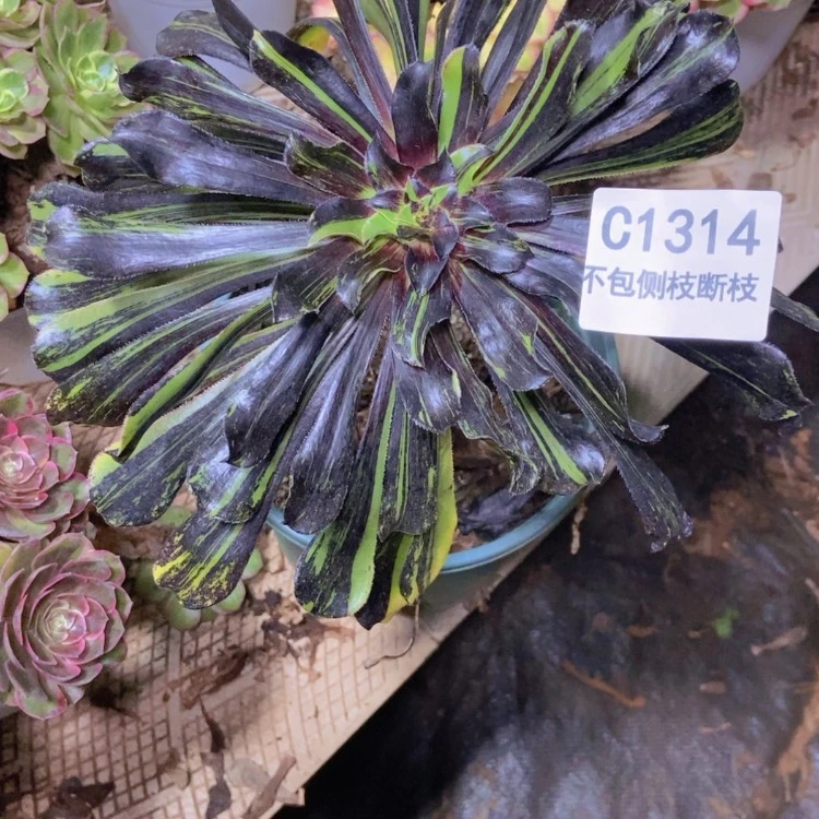 【闪购商品】不****仙1314水墨丹青多肉