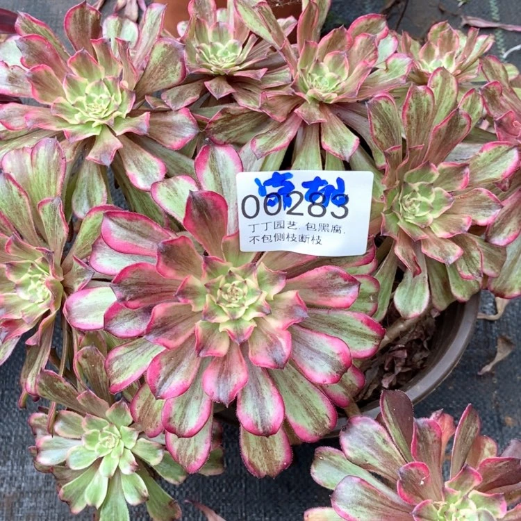 【闪购商品】潇*枫00283多肉