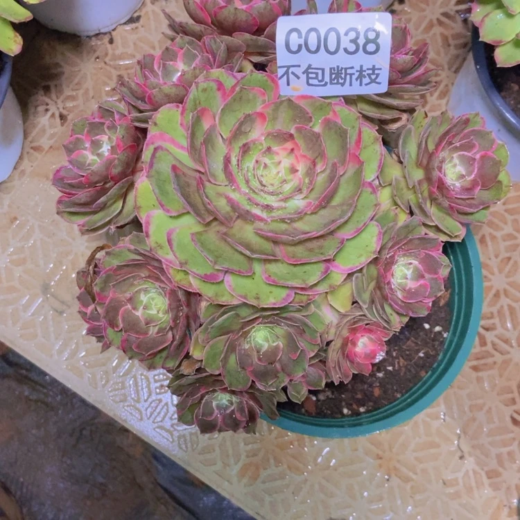 【闪购商品】乔****L038粉花妖多肉