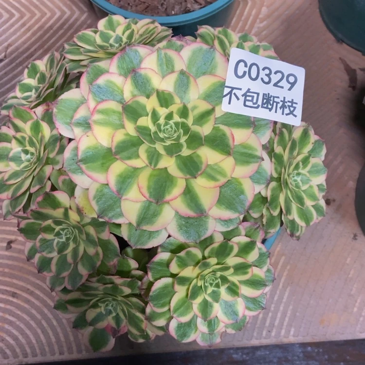 【闪购商品】329多肉