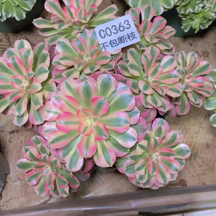 【闪购商品】。****～363粉女巫多肉