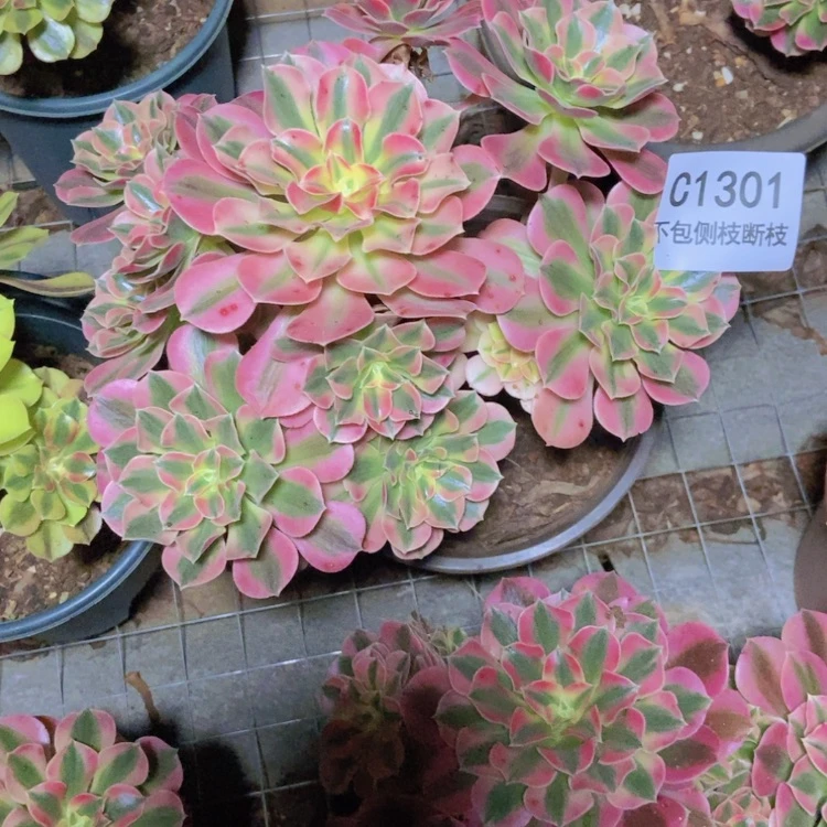 【闪购商品】高*1301粉女巫多肉