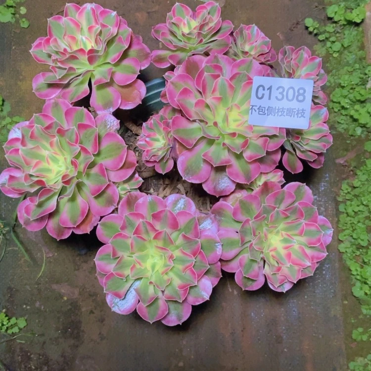 【闪购商品】清*1308粉女巫多肉