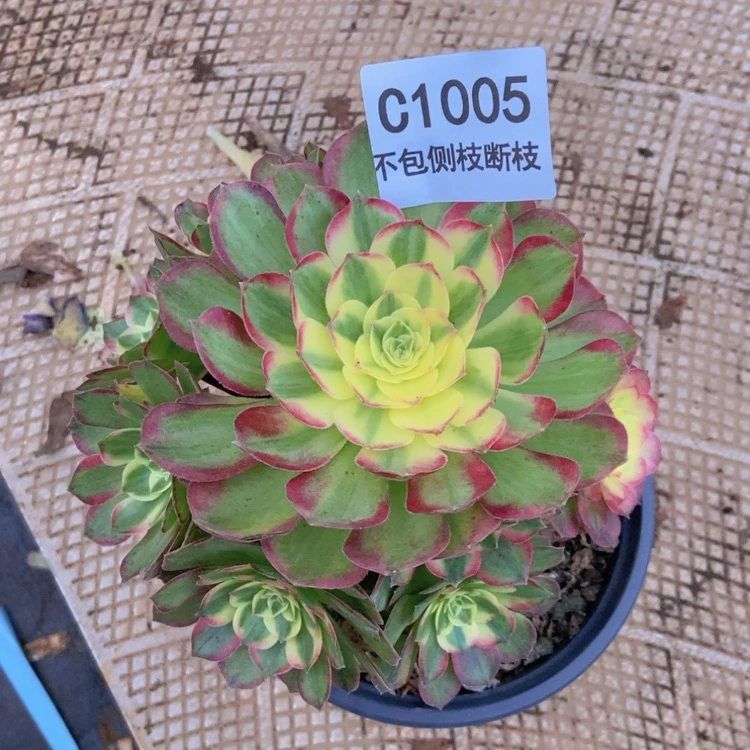 【闪购商品】1005海王多肉