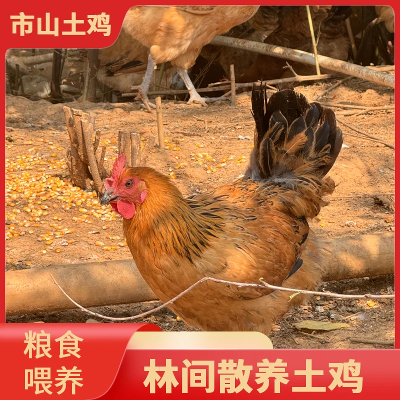 雪峰山放养土鸡粮食喂养新鲜现杀散养土鸡