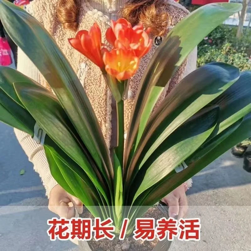 【带花苞叶片有瑕疵】君子兰带花苞国兰大苗一周开花盆栽花卉绿植