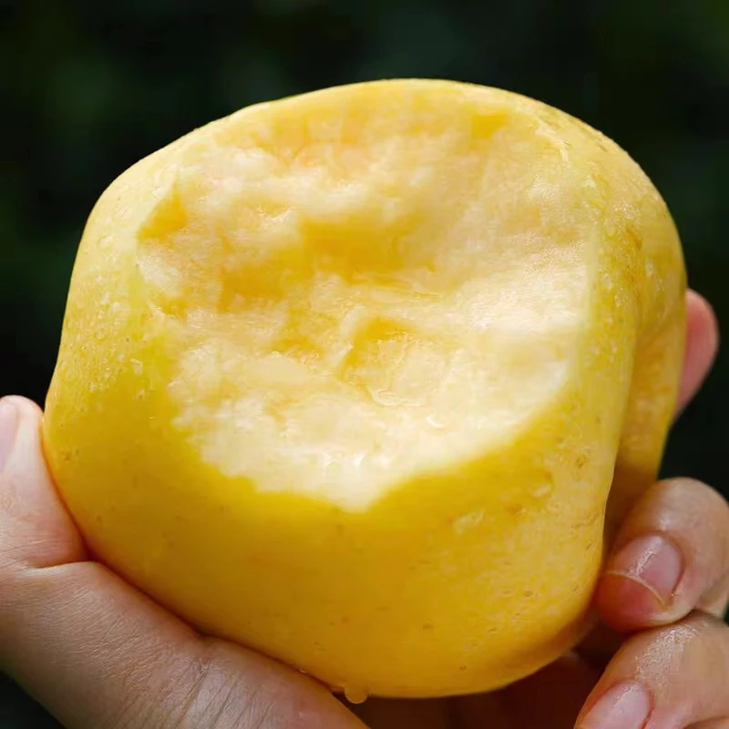 【同城配送】 黄金维纳斯苹果  1斤#圣诞