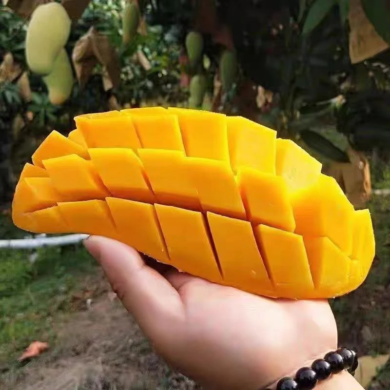 【同城配送】水仙芒  1000g左右水仙芒