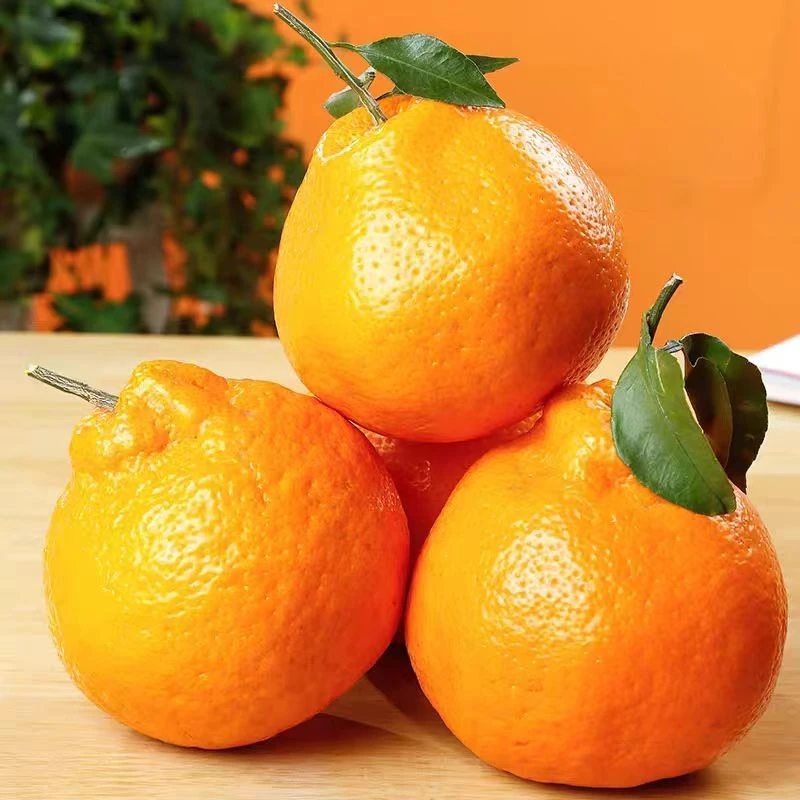 【同城配送】四川  春见粑粑柑  1筐  2.5kg左右