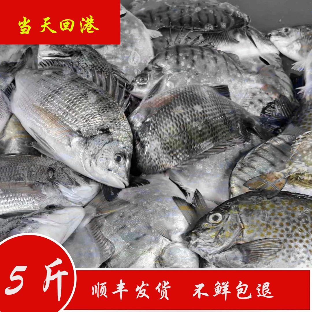 【南海阿鹏】5斤装广东湛江海鲜杂鱼鲜活处理