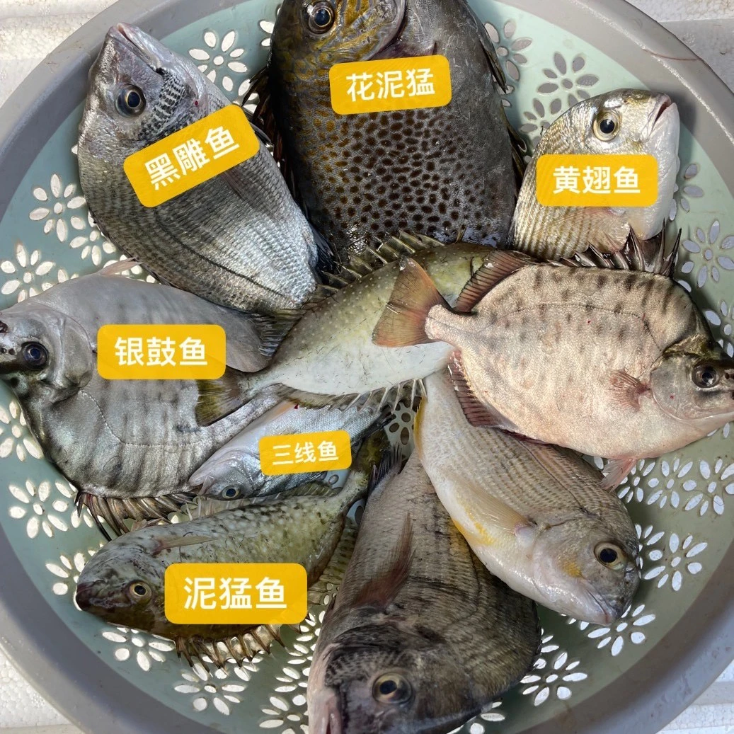 【广东拍】广东湛江海鲜杂鱼鲜活处理A