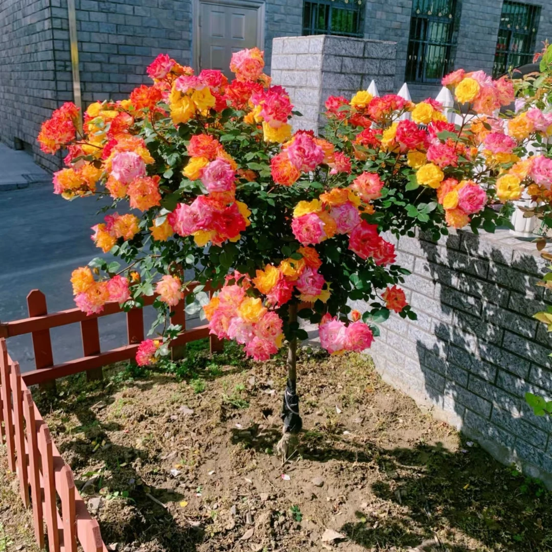 棒棒糖树桩月季2公分左右