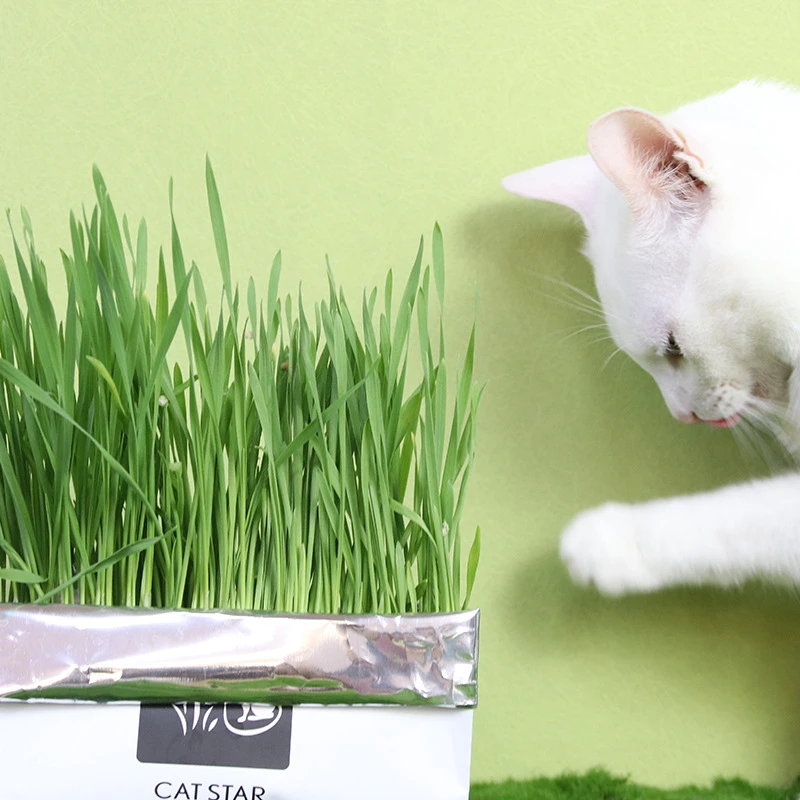 猫草懒人无土小麦种促消化去毛球猫咪零食消化毛草营养土袋装猫草