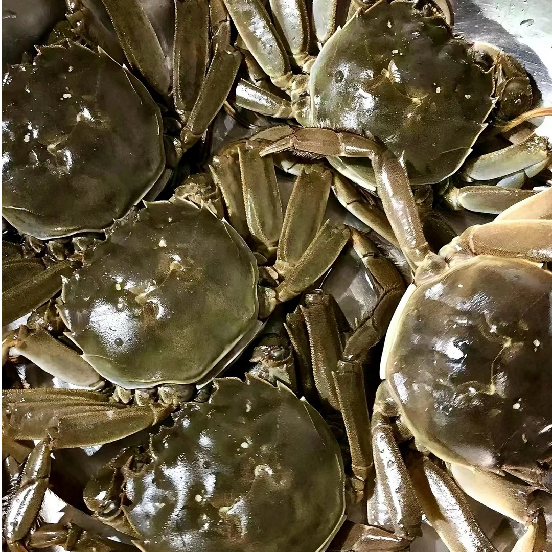 【大号】盘锦稻田河蟹活蟹保肥保黄河蟹母蟹1两-1.3两 二斤送一斤