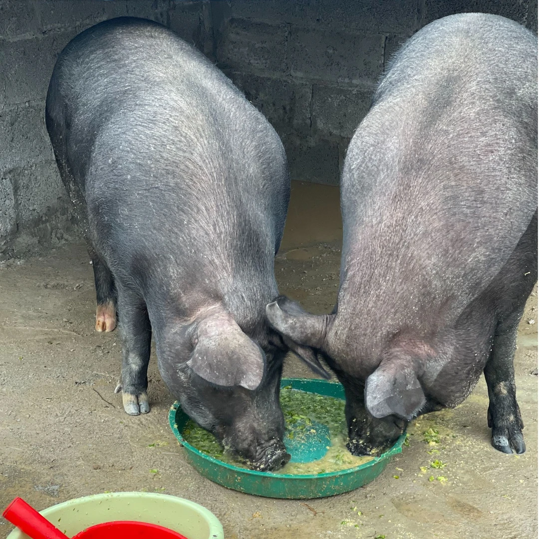 6号  黄西靖西纯熟食散养黑土猪，现宰现切【直播间改价，4斤起拍】