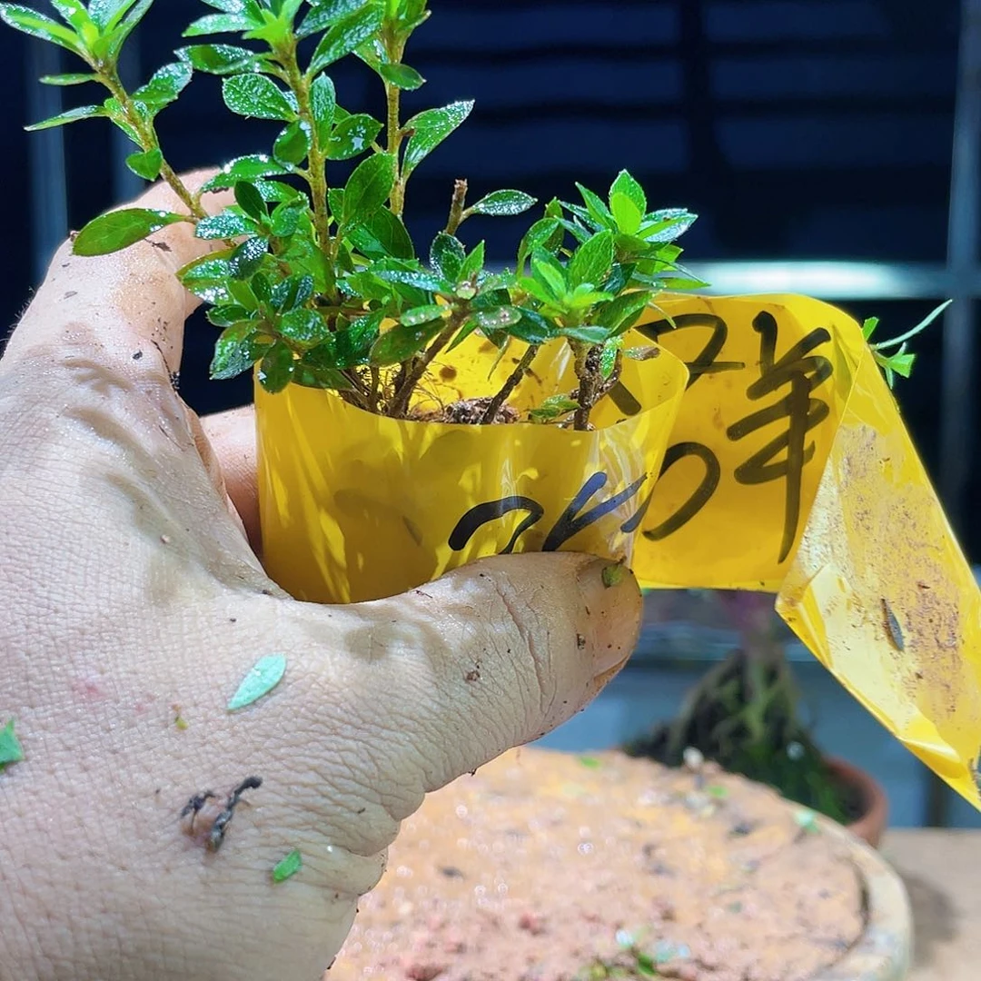 群我们的确是一个人的生活